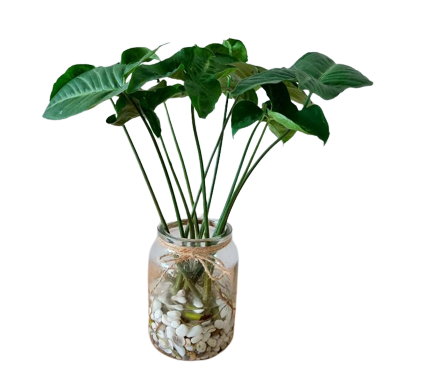 syngonium_arrowhead_plant_in_w_1621146214_50abefe4_progressive-removebg-preview